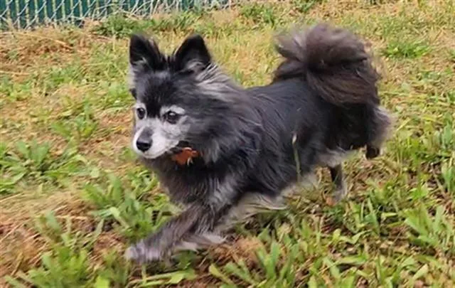 An adult small-sized female Pomeranian dog named Velvet for adoption in Springfield, MA