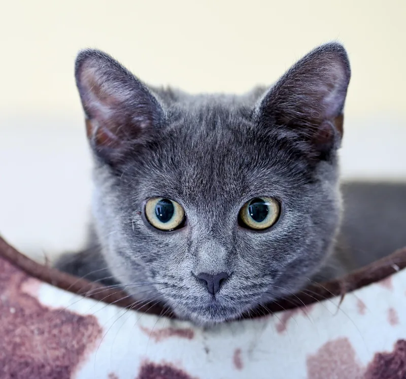 A baby medium-sized female Gray / Blue / Silver Domestic Short Hair cat named Marmee for adoption in Chattanooga, TN