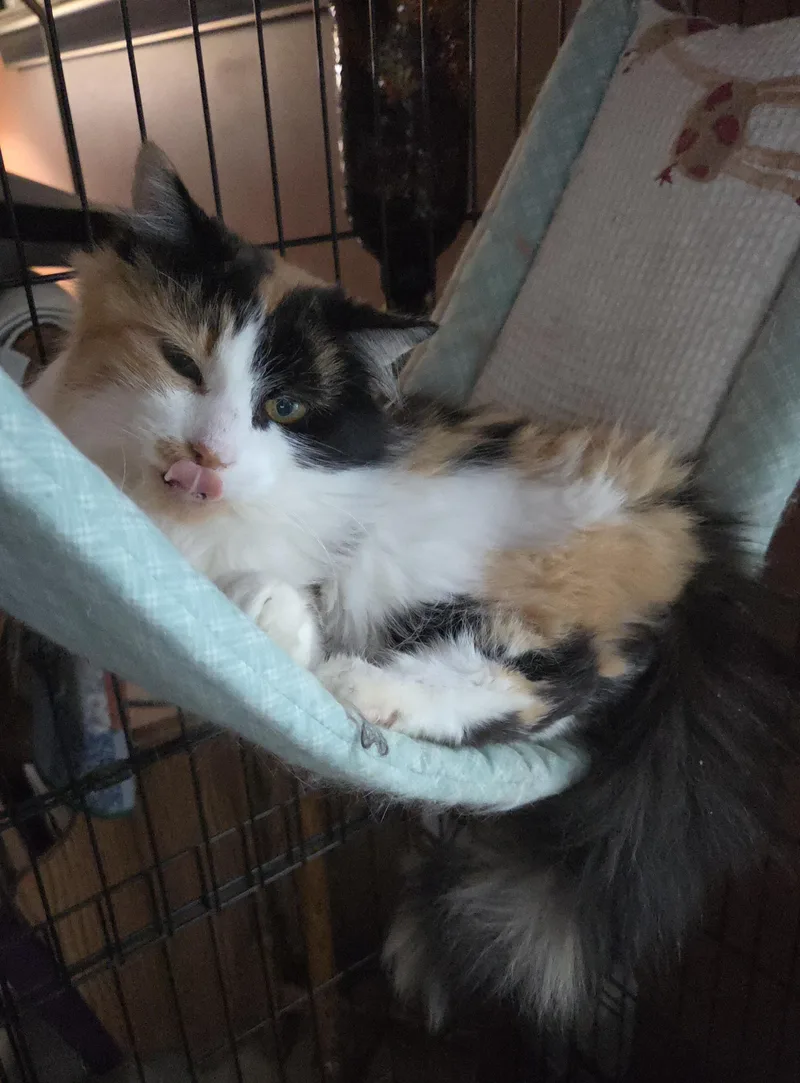 Calcutta thumbnail 2