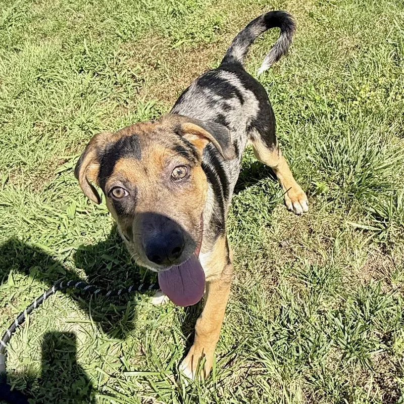 A baby large-sized male Gray / Blue / Silver Catahoula Leopard Dog dog named Peter K for adoption in Union, MO
