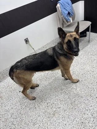 An adult large-sized female German Shepherd Dog dog named Bella for adoption in Atlanta, GA