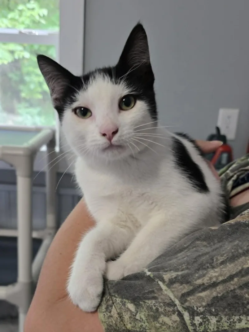 A young medium-sized male Black & White / Tuxedo Domestic Short Hair cat named Andy for adoption in Woodsfield, OH