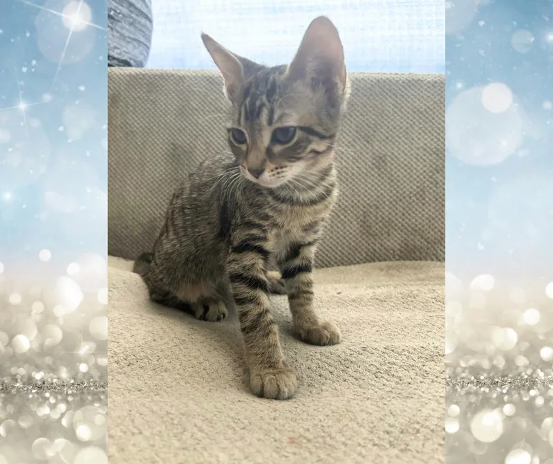 Brittani thumbnail 2