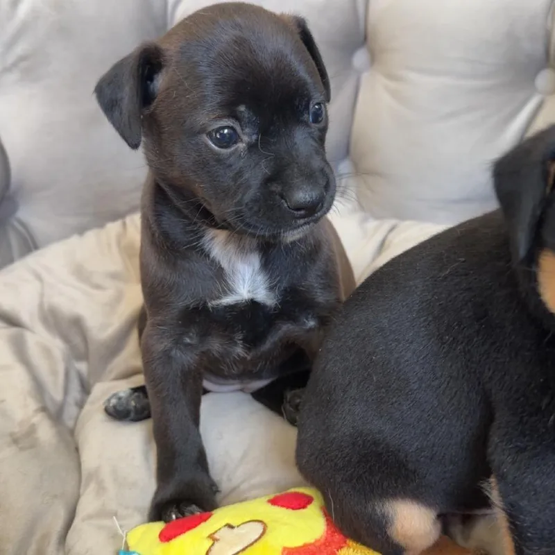 A baby medium-sized female Brown / Chocolate Mixed Breed dog named Chaser for adoption in St. Charles, MO