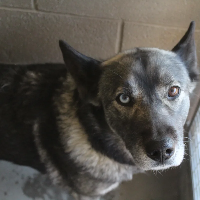 An adult large-sized female Black Husky dog named Lilac for adoption in Yucca Valley, CA