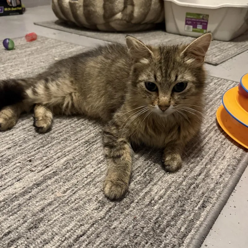 A young medium-sized female Gray / Blue / Silver Domestic Medium Hair cat named Frankie for adoption in Stagecoach, NV