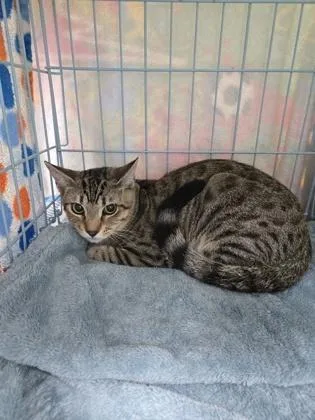 A baby small-sized male Domestic Short Hair cat named Shaggy for adoption in Gainesville, FL