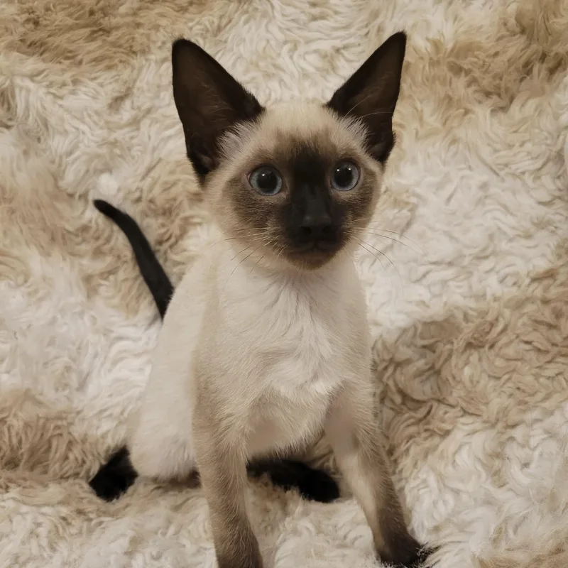 Duchess