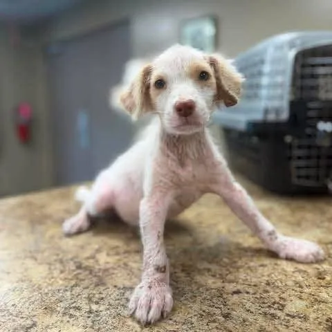 A baby medium-sized female Yellow / Tan / Blond / Fawn Mixed Breed dog named Diva for adoption in Alexandria, VA