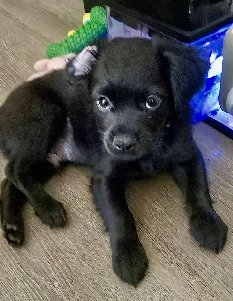 A baby small-sized male Black Chihuahua dog named Blackberry for adoption in Las Vegas, NV