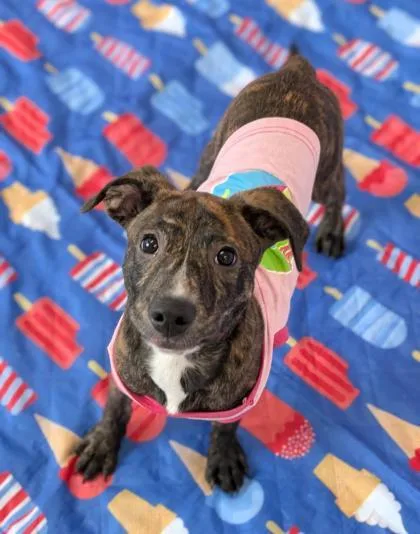 A young medium-sized female Terrier dog named Nova for adoption in Gulfport, MS