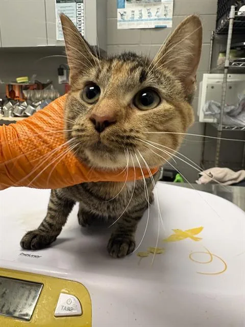 A young small-sized female Domestic Short Hair cat named Chunky Tuna for adoption in Indianapolis, IN