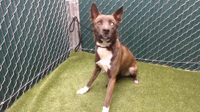 A young large-sized female Siberian Husky dog named Chillona for adoption in Downey, CA