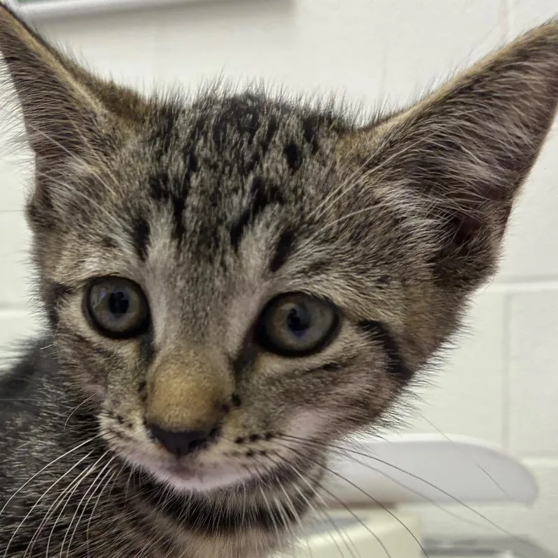 A baby small-sized male Domestic Short Hair cat named Cider for adoption in Corpus Christi, TX