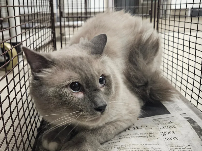 An adult medium-sized male Domestic Medium Hair cat named Gris for adoption in Van Nuys, CA