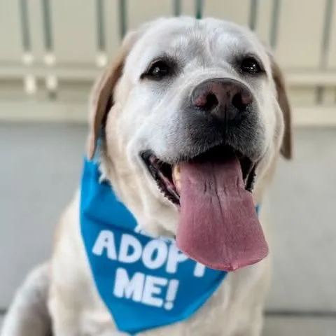 A senior extra large-sized female Yellow / Tan / Blond / Fawn Labrador Retriever dog named Snapple for adoption in Pacific Grove, CA