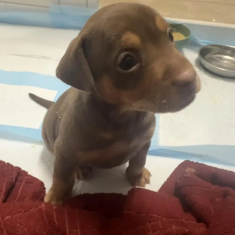 A baby small-sized female Brown / Chocolate Mixed Breed dog named Holler Woman for adoption in Austin, TX