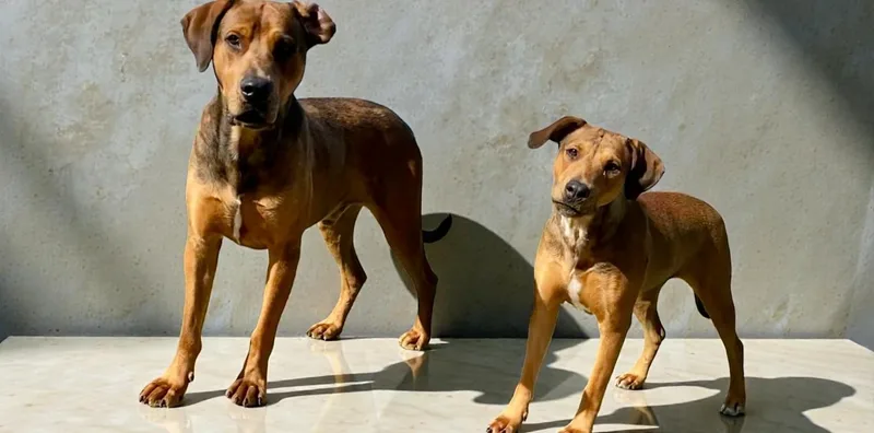 An adult large-sized male Golden Coonhound dog named Bailey & Ember for adoption in Ventura, CA