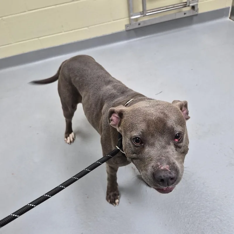 A young medium-sized female Gray / Blue / Silver Mixed Breed dog named Purrple for adoption in Columbus, GA
