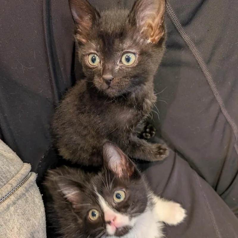A baby small-sized male Black Domestic Short Hair cat named Summer Rambo for adoption in Roselle, IL