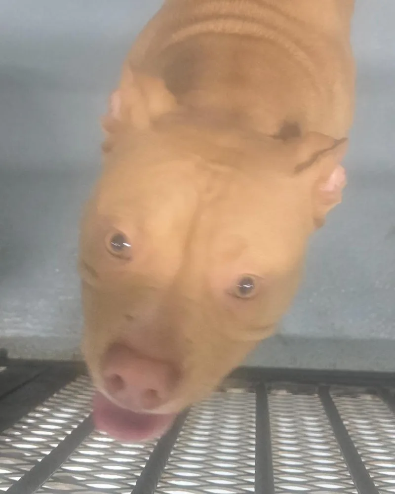 A young large-sized male Mixed Breed dog named Diesel for adoption in Cartersville , GA
