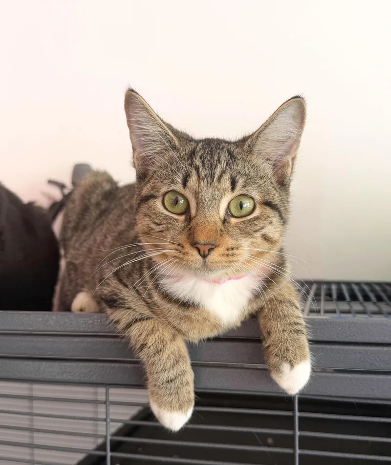 A baby medium-sized female Tabby (Buff / Tan / Fawn) Domestic Short Hair cat named Ducky for adoption in New York, NY