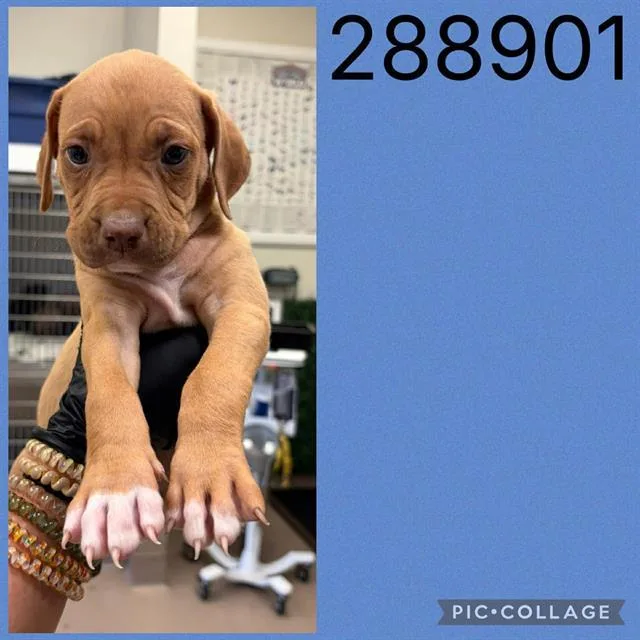 A baby small-sized male Mixed Breed dog named A for adoption in Macon, GA