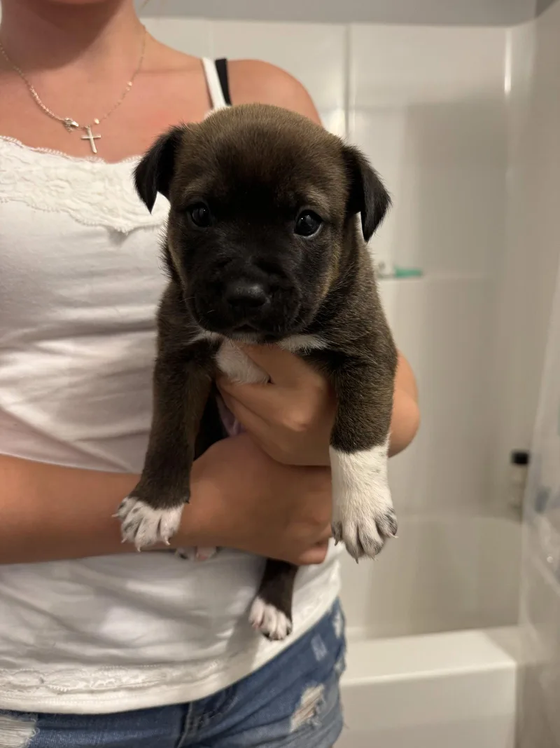 A baby medium-sized male Labrador Retriever dog named Snape for adoption in Holly Springs, NC