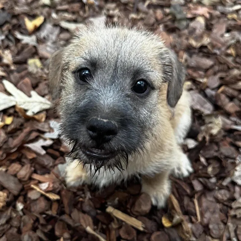 A young medium-sized female Terrier dog named Claire for adoption in Stokesdale, NC