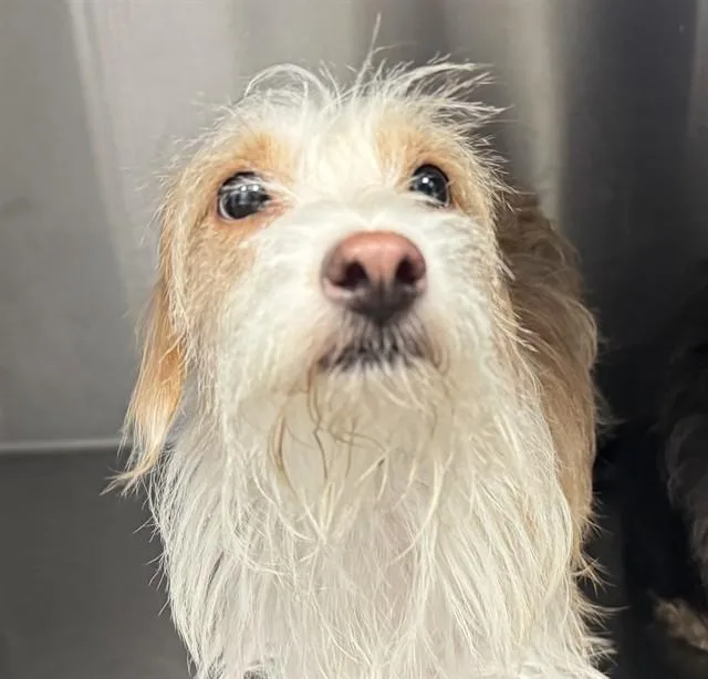 An adult small-sized female Terrier dog named Valkyrie for adoption in Tucson, AZ