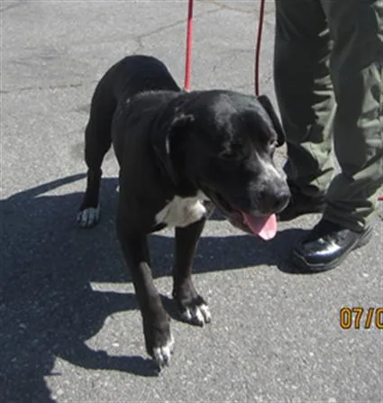 An adult large-sized male Pit Bull Terrier dog named Happy for adoption in Los Angeles, CA