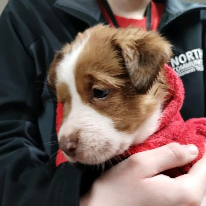 An adult small-sized male Mixed Breed dog named Crinkle for adoption in Norfolk, NE