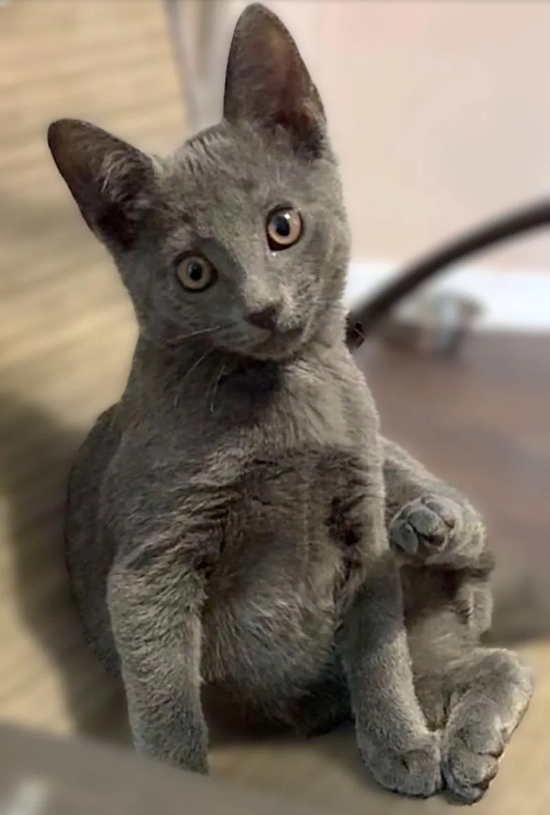 A baby medium-sized male Russian Blue cat named Mr Smokee for adoption in Fort Myers, FL