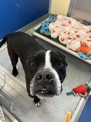 A senior medium-sized male Black Pit Bull Terrier dog named Bane for adoption in Reisterstown, MD
