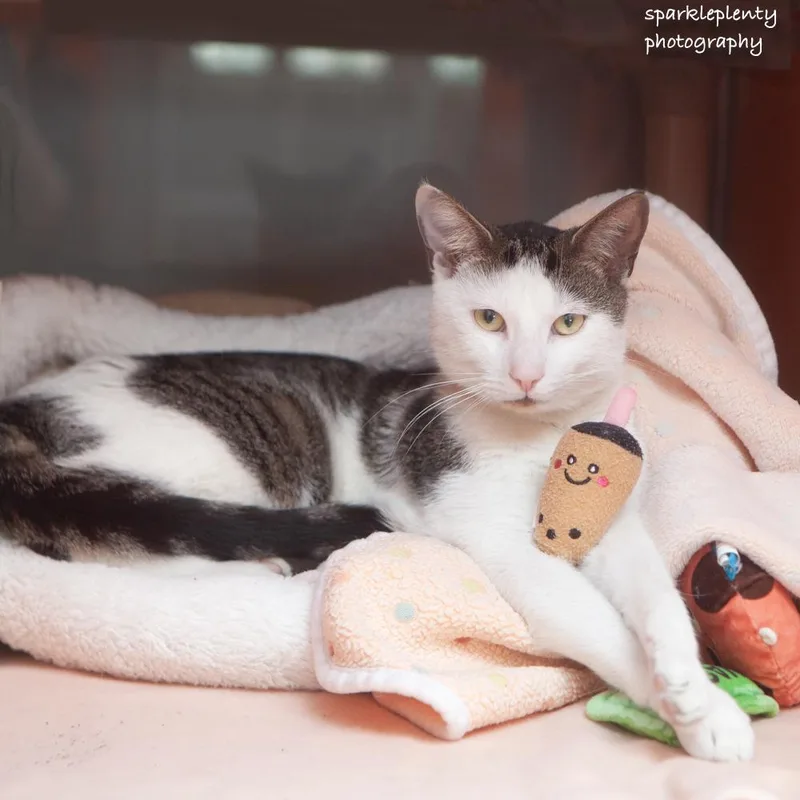 An adult medium-sized male Tabby (Buff / Tan / Fawn) Domestic Short Hair cat named Andy for adoption in Ridgefield, CT