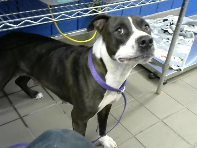 A young medium-sized female Pit Bull Terrier dog named Geenie for adoption in Albuquerque, NM