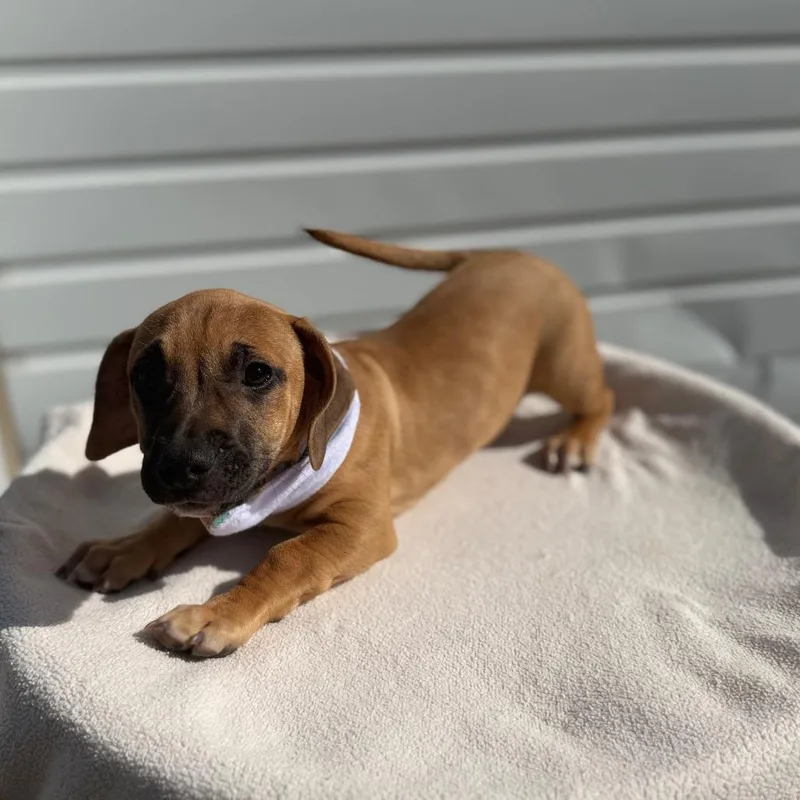 Odie