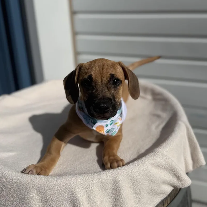 Odie thumbnail 3