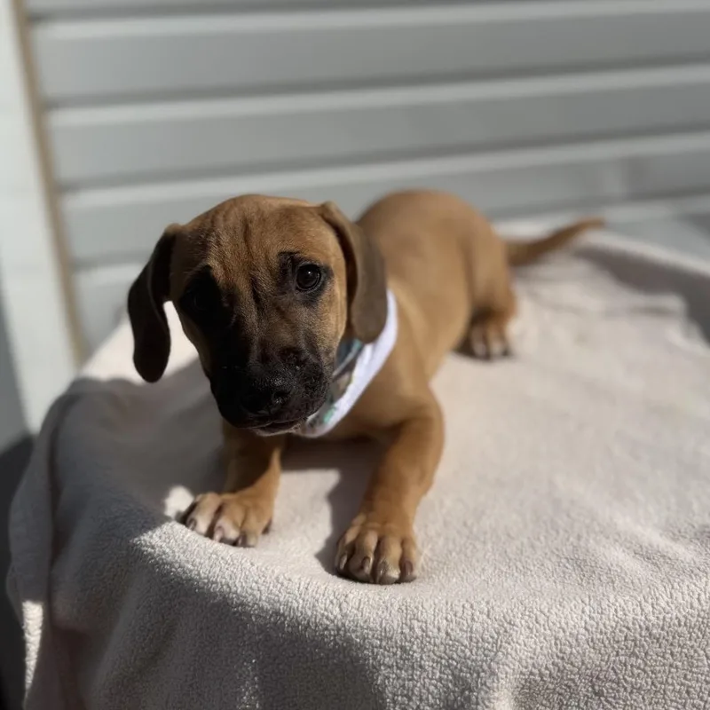 Odie thumbnail 6