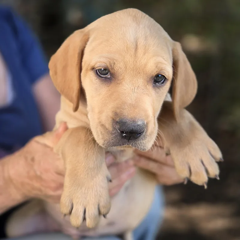 A baby medium-sized male Apricot / Beige Vizsla dog named Captain Call for adoption in Albany, NY