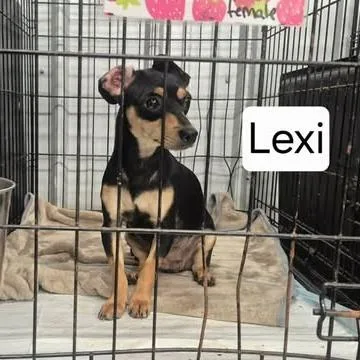 An adult small-sized female Black Chihuahua dog named Lexi for adoption in Dover, AR