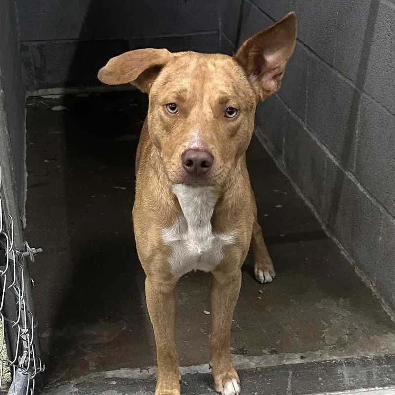 An adult medium-sized male Brown / Chocolate Mixed Breed dog named Grunt for adoption in Corbin, KY