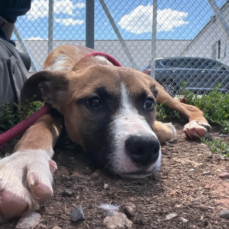 A baby small-sized female Brown / Chocolate Terrier dog named Ariel for adoption in Newark, NJ