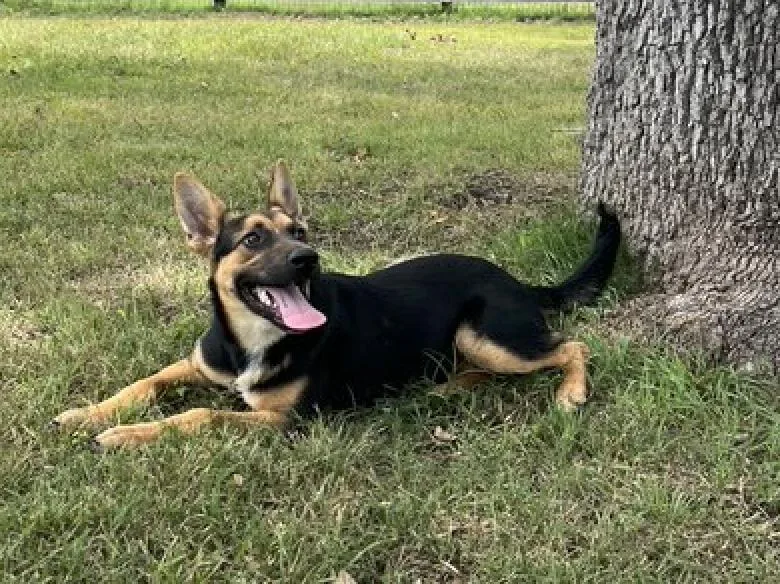 A young medium-sized female Black German Shepherd Dog dog named Ladybird for adoption in Houston, TX