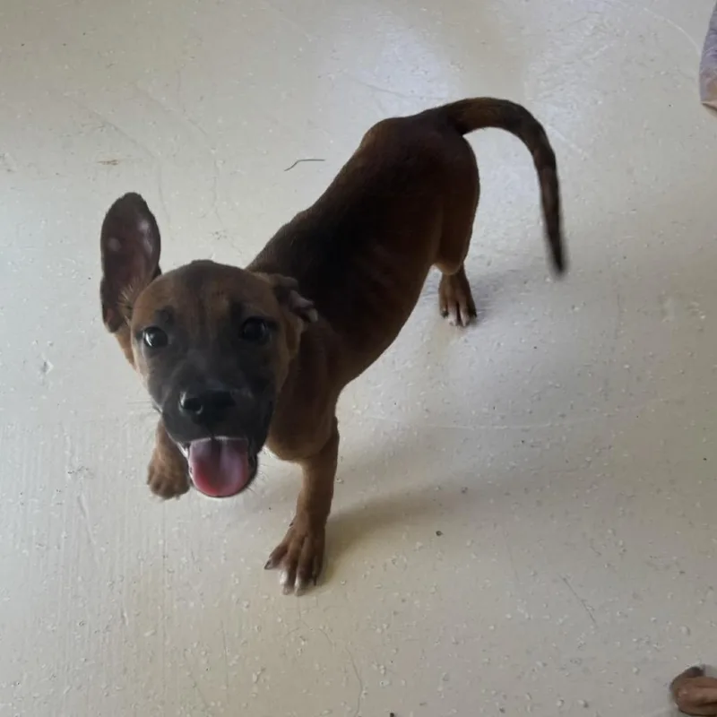 A baby small-sized female Black Mixed Breed dog named Sailor for adoption in LOXAHATCHEE, FL