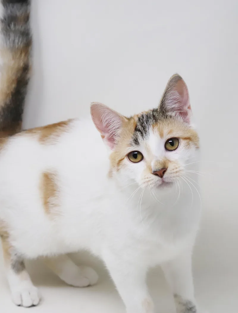 Cardinal is a smushy thumbnail 4