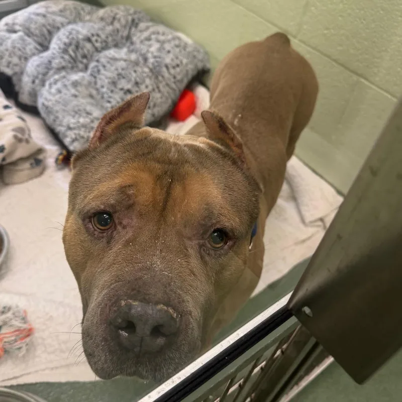 An adult large-sized male American Bulldog dog named Draco for adoption in West Palm Beach, FL