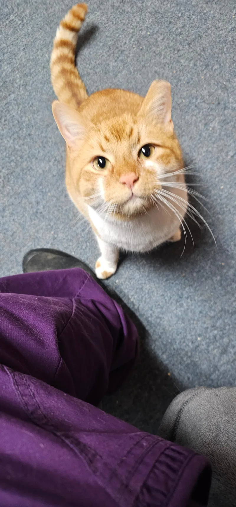 Caramel Praline thumbnail 2