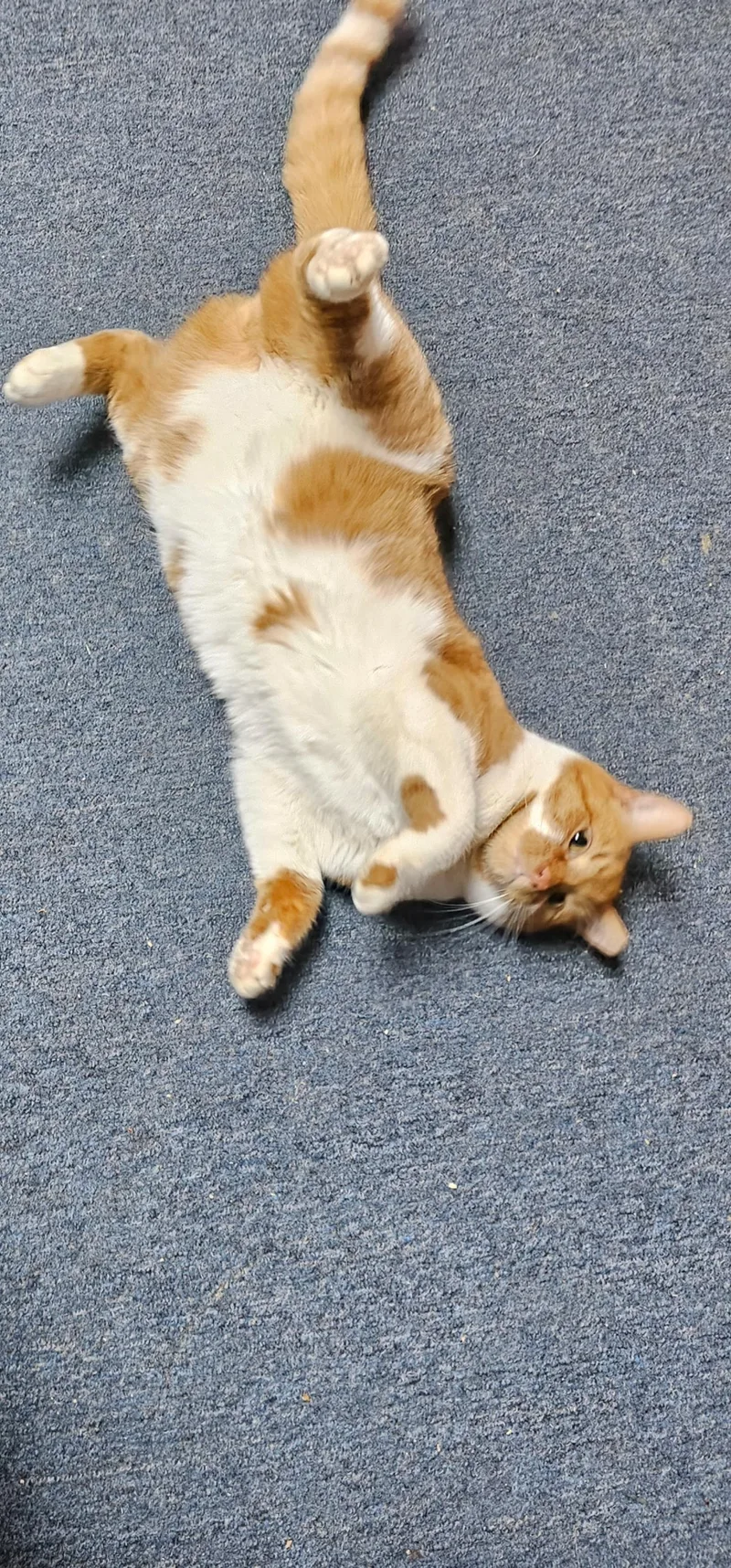 Caramel Praline thumbnail 3