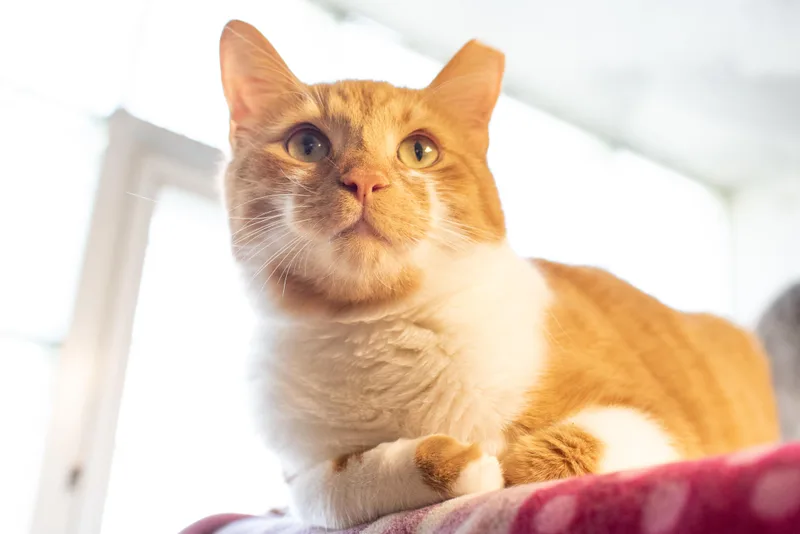 Caramel Praline thumbnail 4